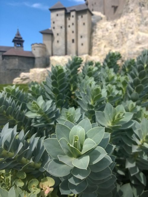 plant succulent castle