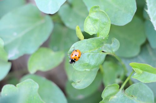 plant insect ladybug