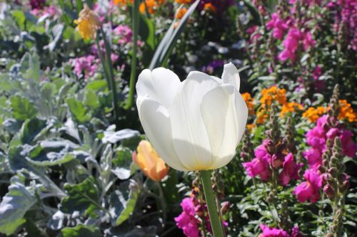 plant flower jardin des plantes