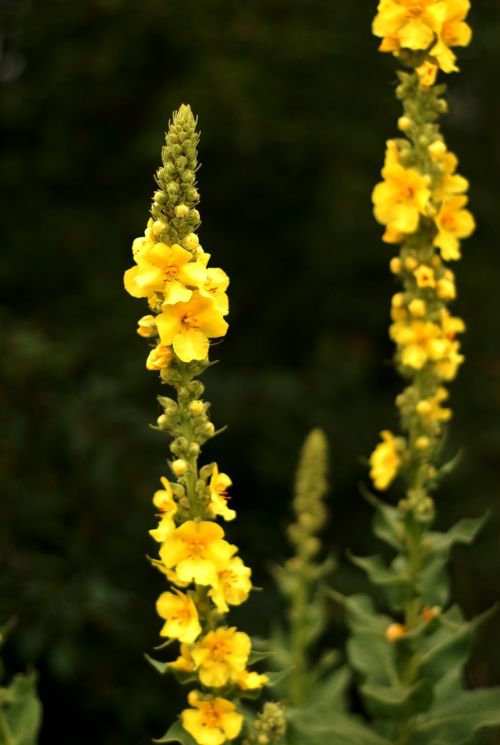 plant herb mullein