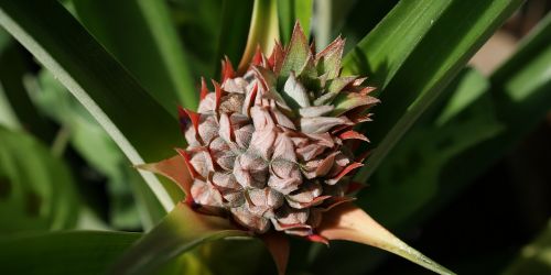 plant ornamental pineapple