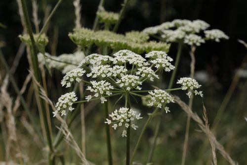 plant flower nature