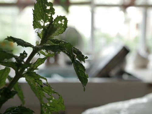 plant mint window