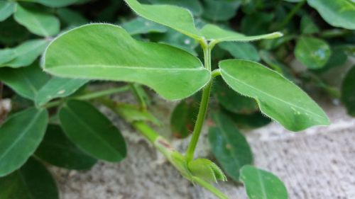 plant green plant green