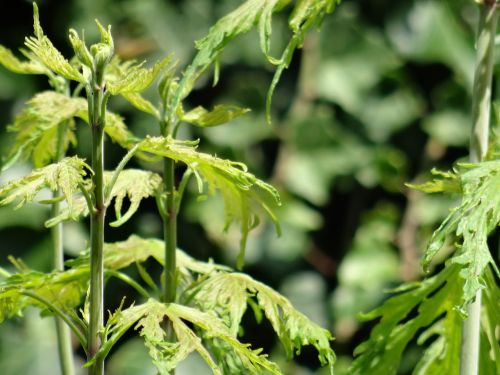 plant leaf stem
