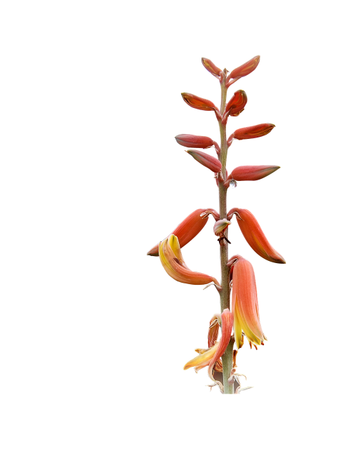 plant png high resolution