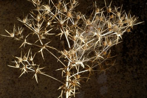 plant dry thistle