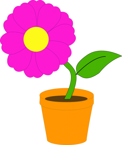 plant potted flower