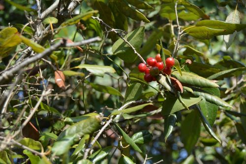 plant berry red