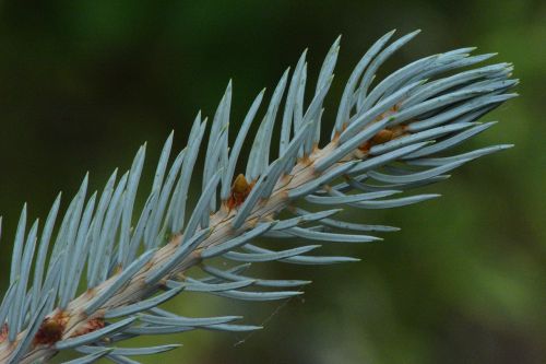 plant macro detail