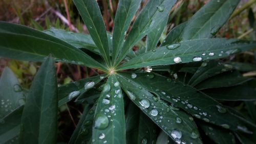 plant macro nature