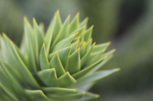 plant garden leaves