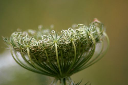 plant weed parsley