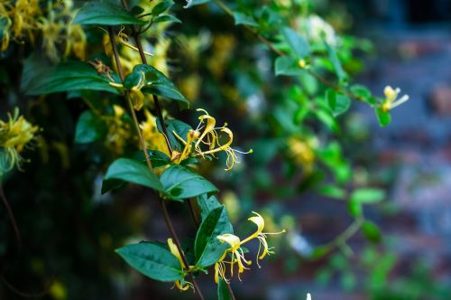 plant honeysuckle fresh