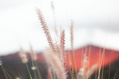 plant nature bokeh