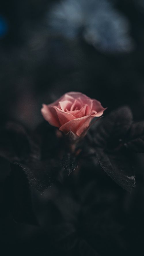 plant flower rose