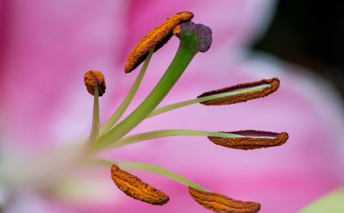 plant nature flower