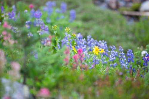 plant garden green