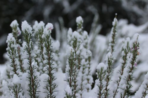 plant nature snow