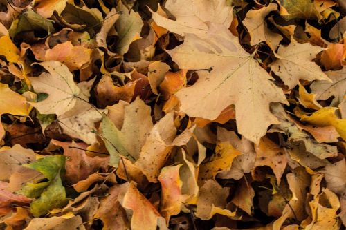 plant leaves fall