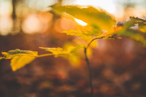 plant stem leaves