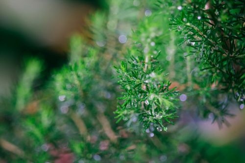 plant nature rain