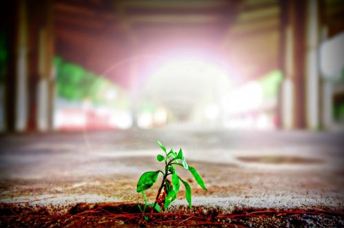 plant sprout leaves