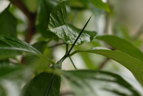 plant citrus thorn