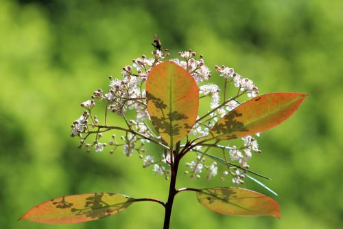 plant flower nature