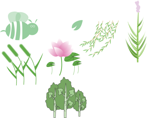 plant lotus wicker