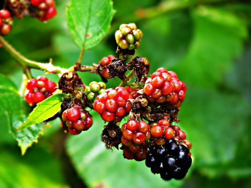 plant blackberries fruit