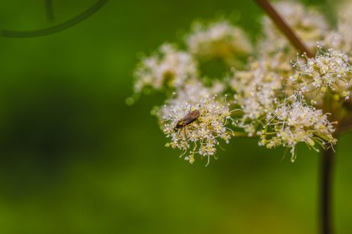 plant insect green