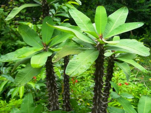 plant ornamental ephorbia