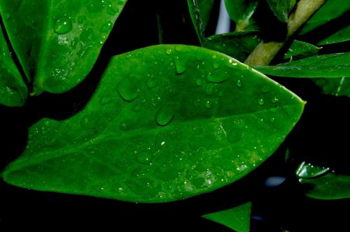 plant leaf green