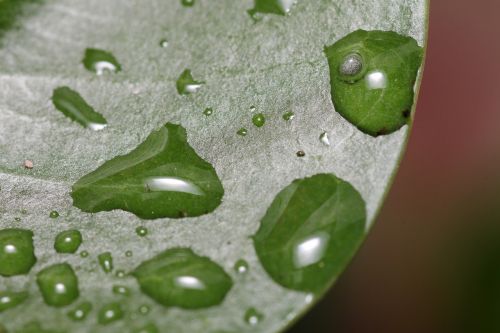 plant drop of water water