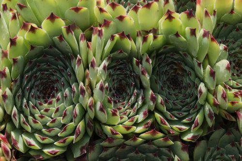 plant fat houseleek