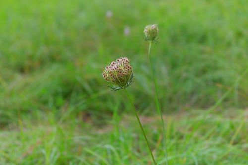 plant blossom bloom