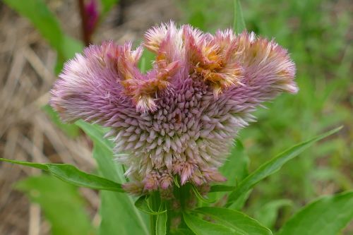 plant flower flora