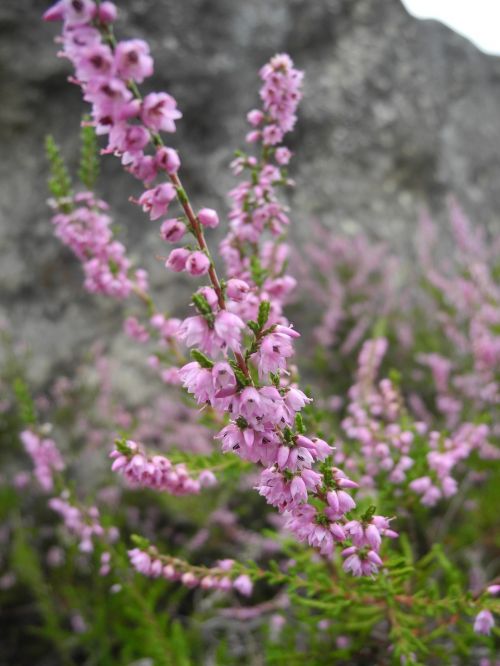 plant pink flowers nature