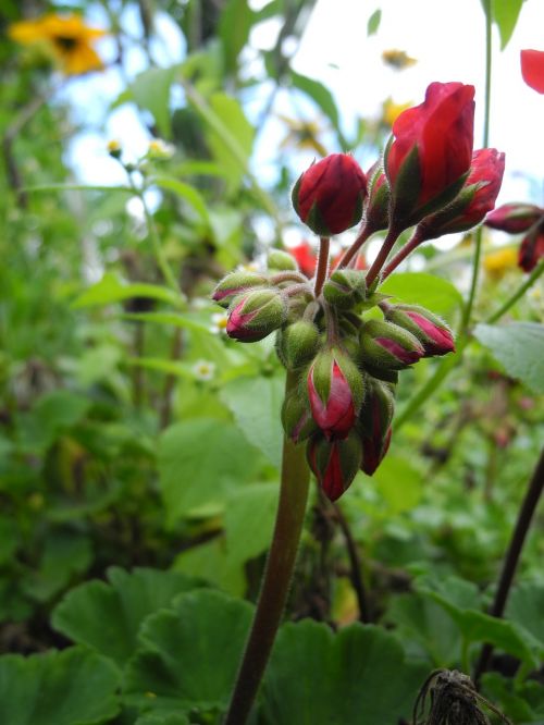 plant buds red macro