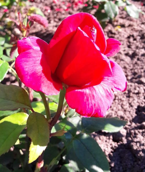 plant flower ros