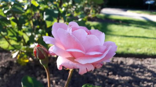 plant flower ros