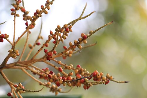 plant tree wood