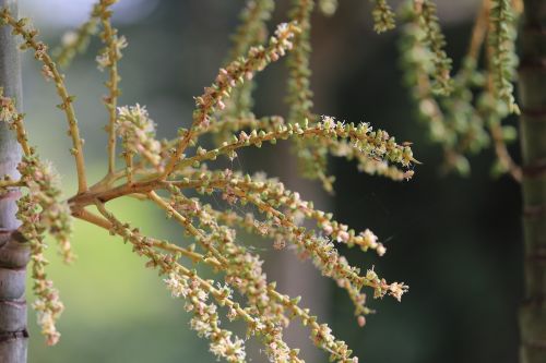 plant tree wood