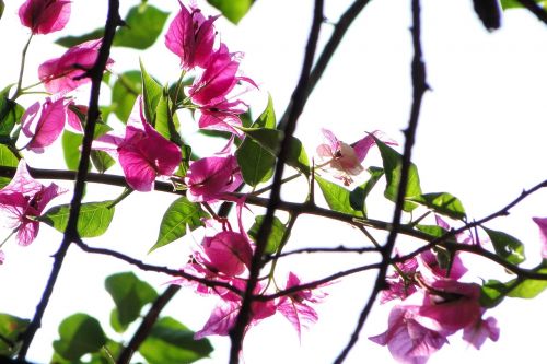 plant bougainvillea flowering