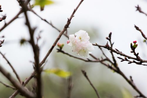 plant cherry blossoms chrysanthemum cherry
