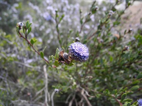 plant buds purple flower