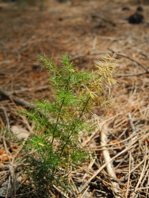 plant young shoot points