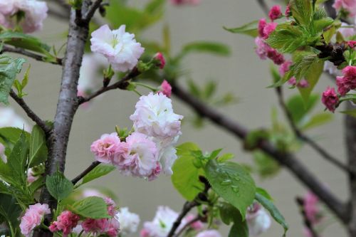 plant cherry blossoms chrysanthemum cherry