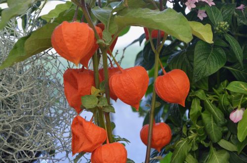 plant physalis color orange